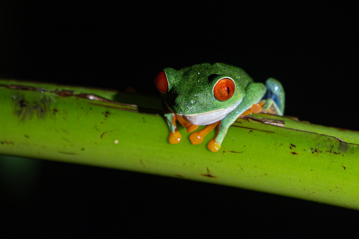 Animals - ML646357075