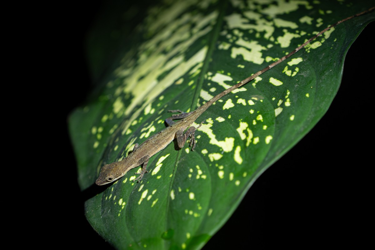 Animals - ML646357076