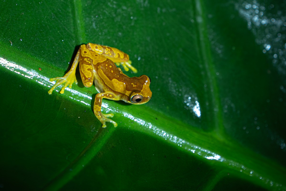 Animals - ML646357077