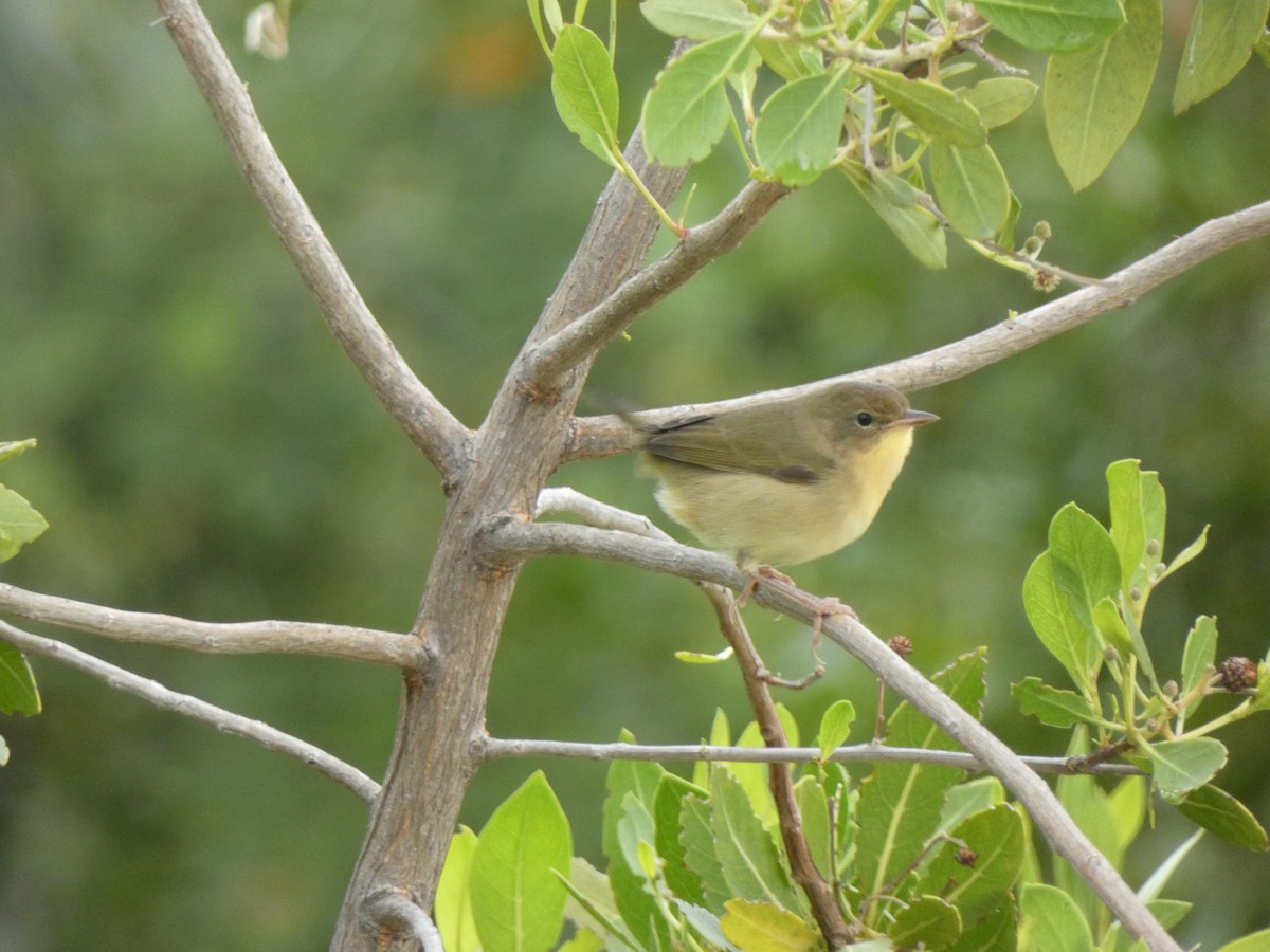 Common Yellowthroat - ML646357084