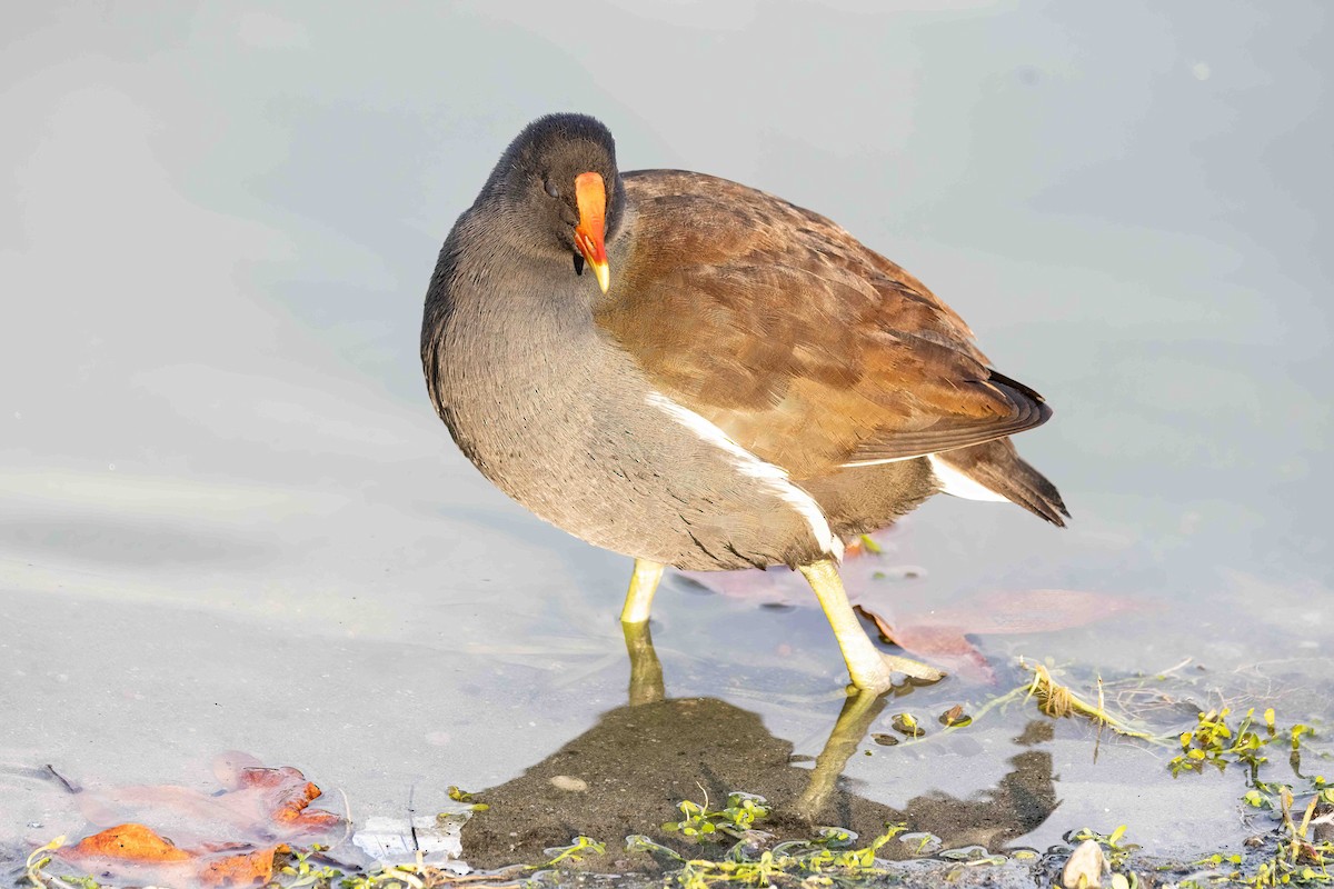 slípka americká - ML646357090