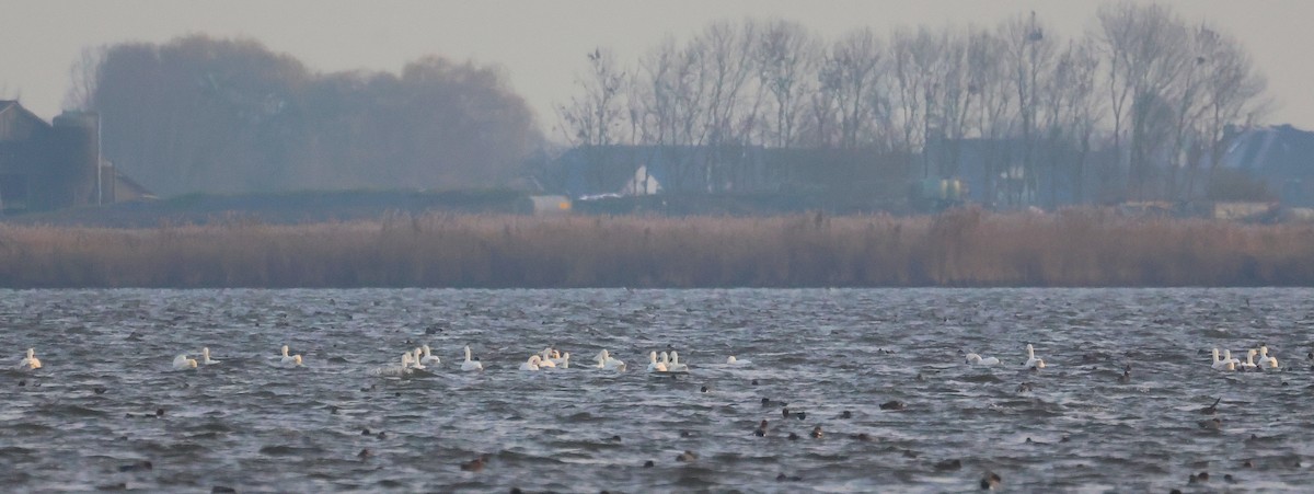 小天鵝 - ML646357093