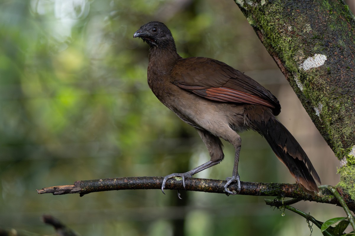 Gray-headed Chachalaca - ML646357094