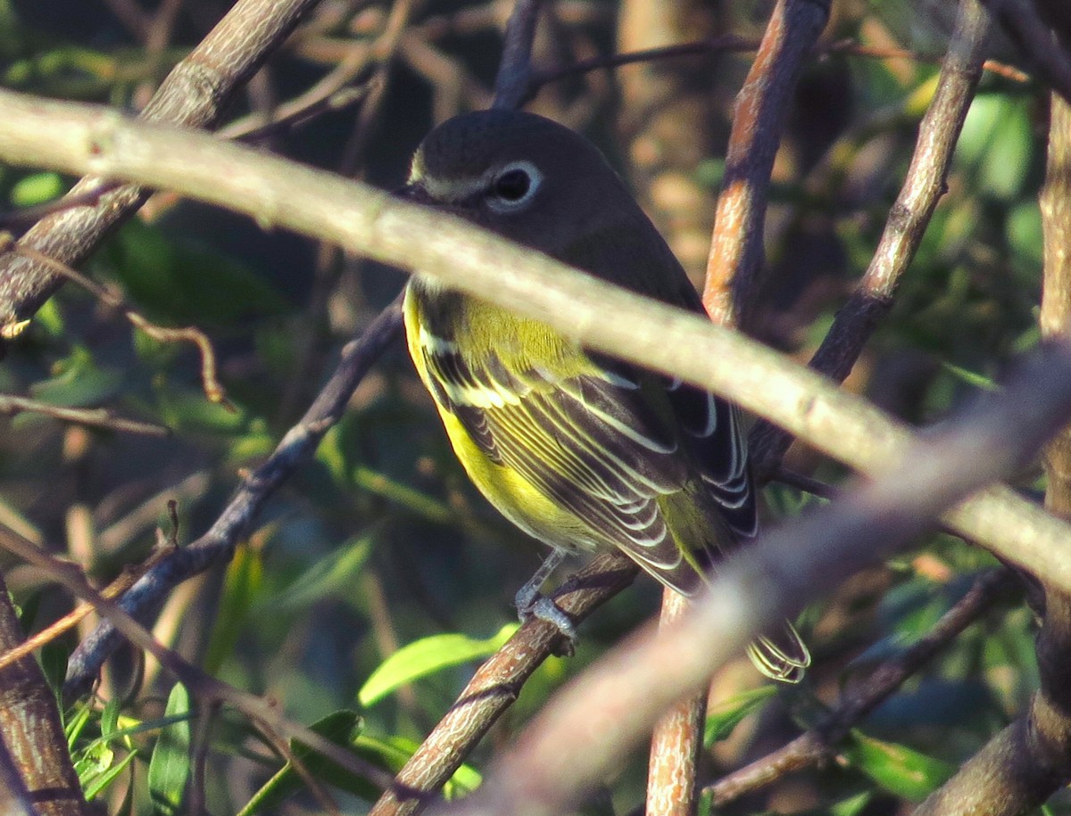 Blue-headed Vireo - ML646357098