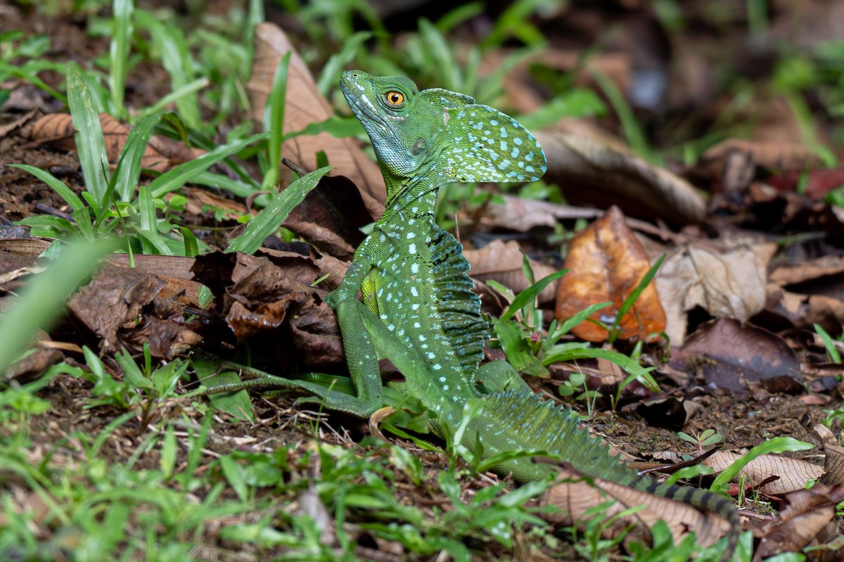 Animals - ML646357100