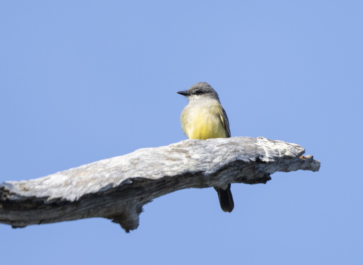 Cassin's Kingbird - ML646357105