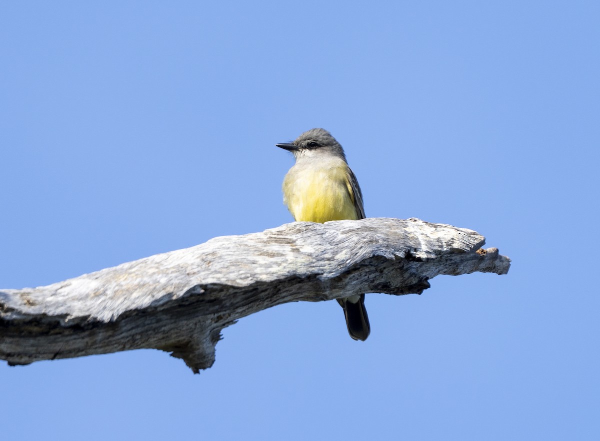 Cassin's Kingbird - ML646357107