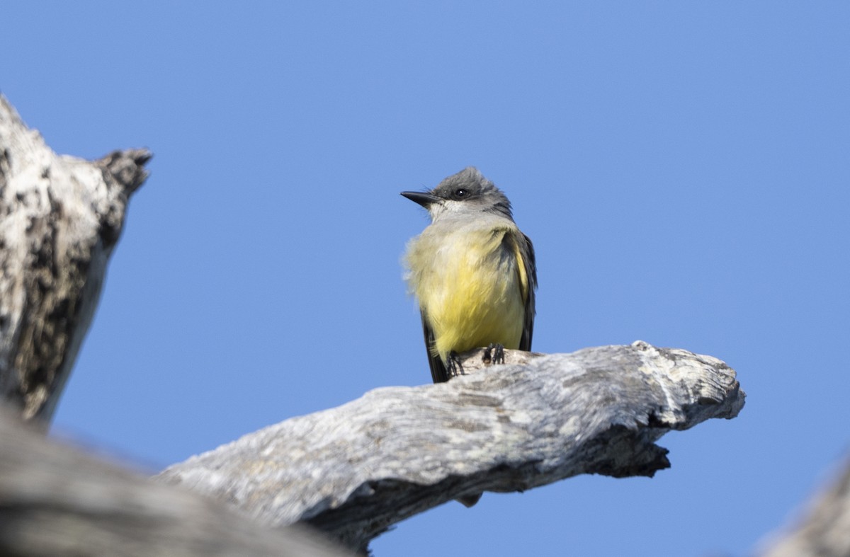 Cassin's Kingbird - ML646357108