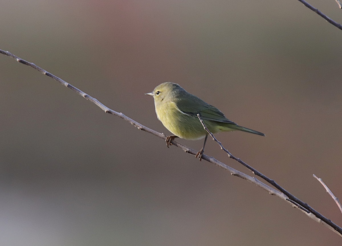 Orange-crowned Warbler - ML646357110