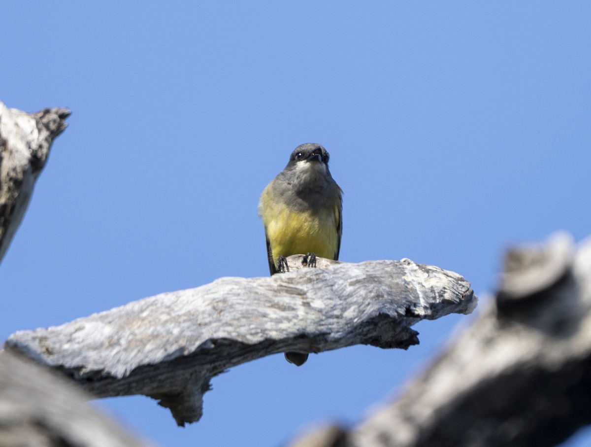 Cassin's Kingbird - ML646357111