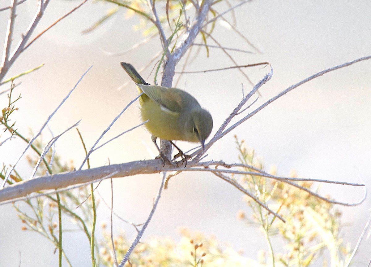 Orange-crowned Warbler - ML646357113
