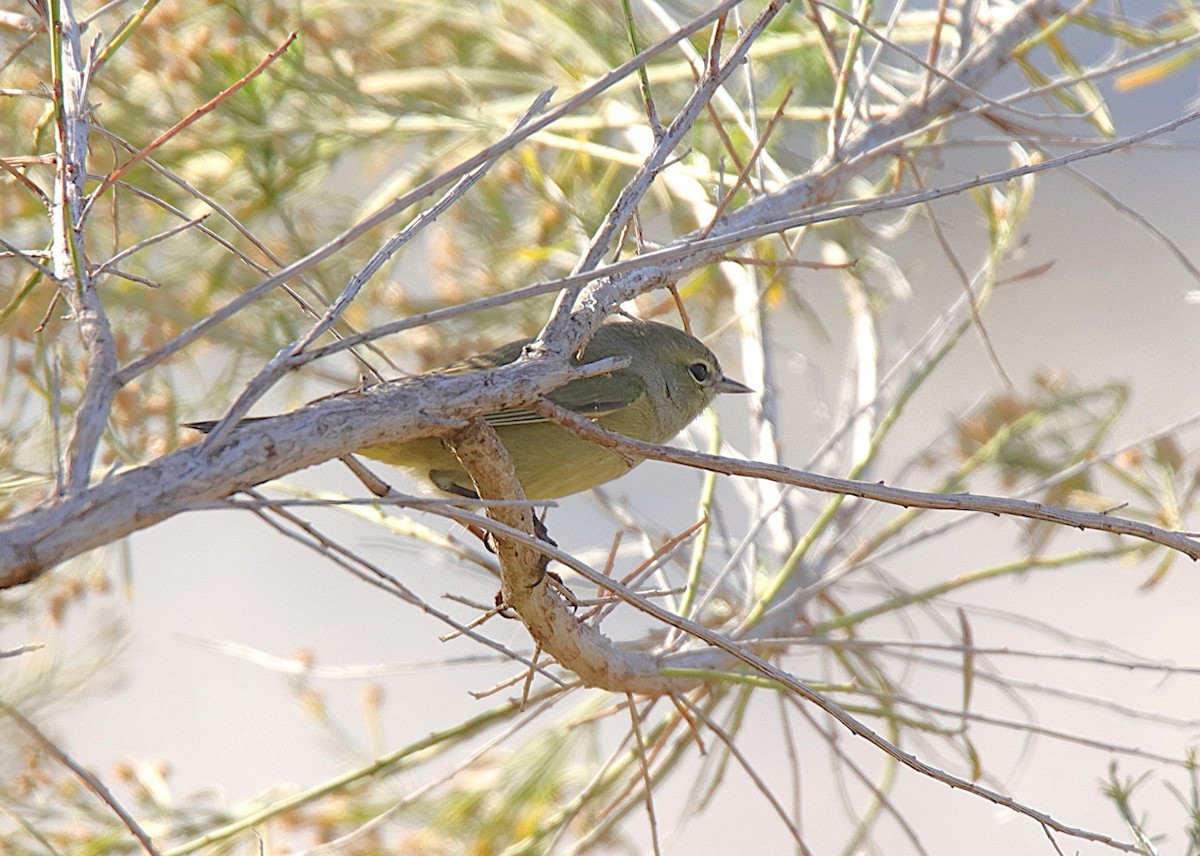 Orange-crowned Warbler - ML646357114