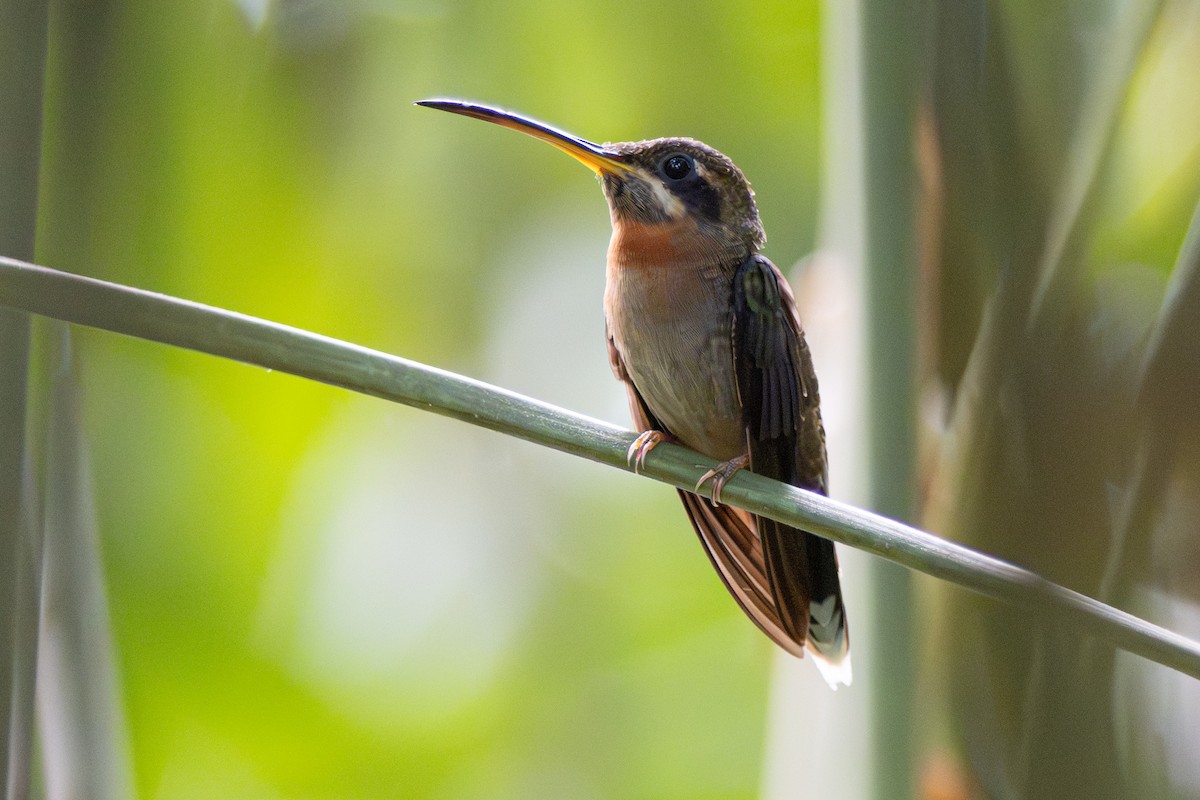 Band-tailed Barbthroat - ML646357115