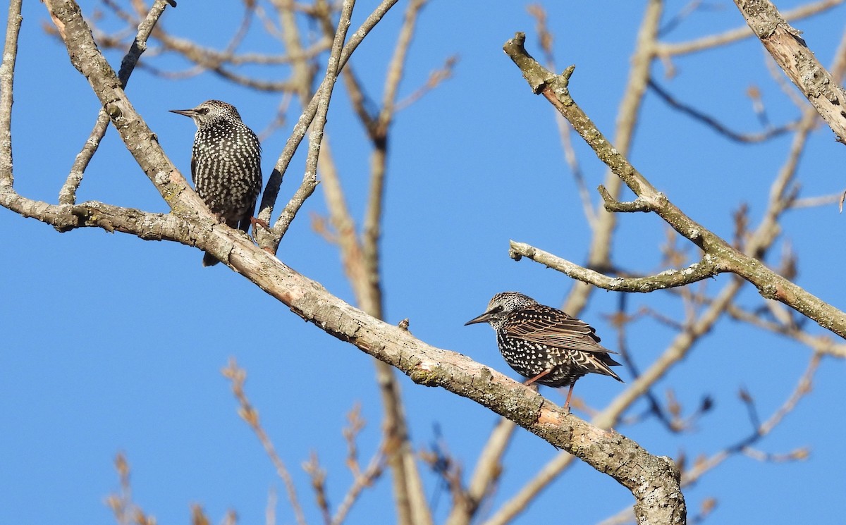 špaček obecný - ML646357118