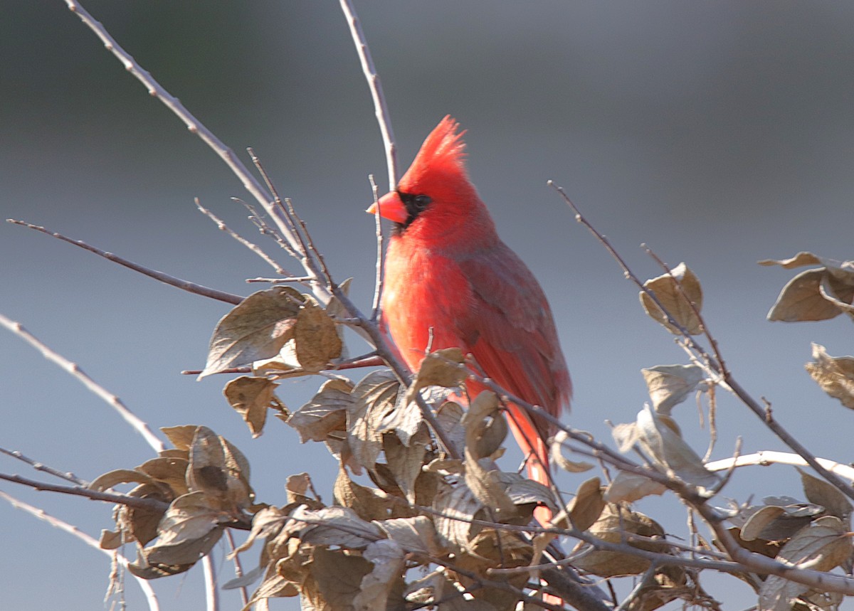 Northern Cardinal - ML646357122