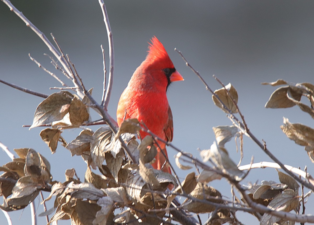 Northern Cardinal - ML646357124
