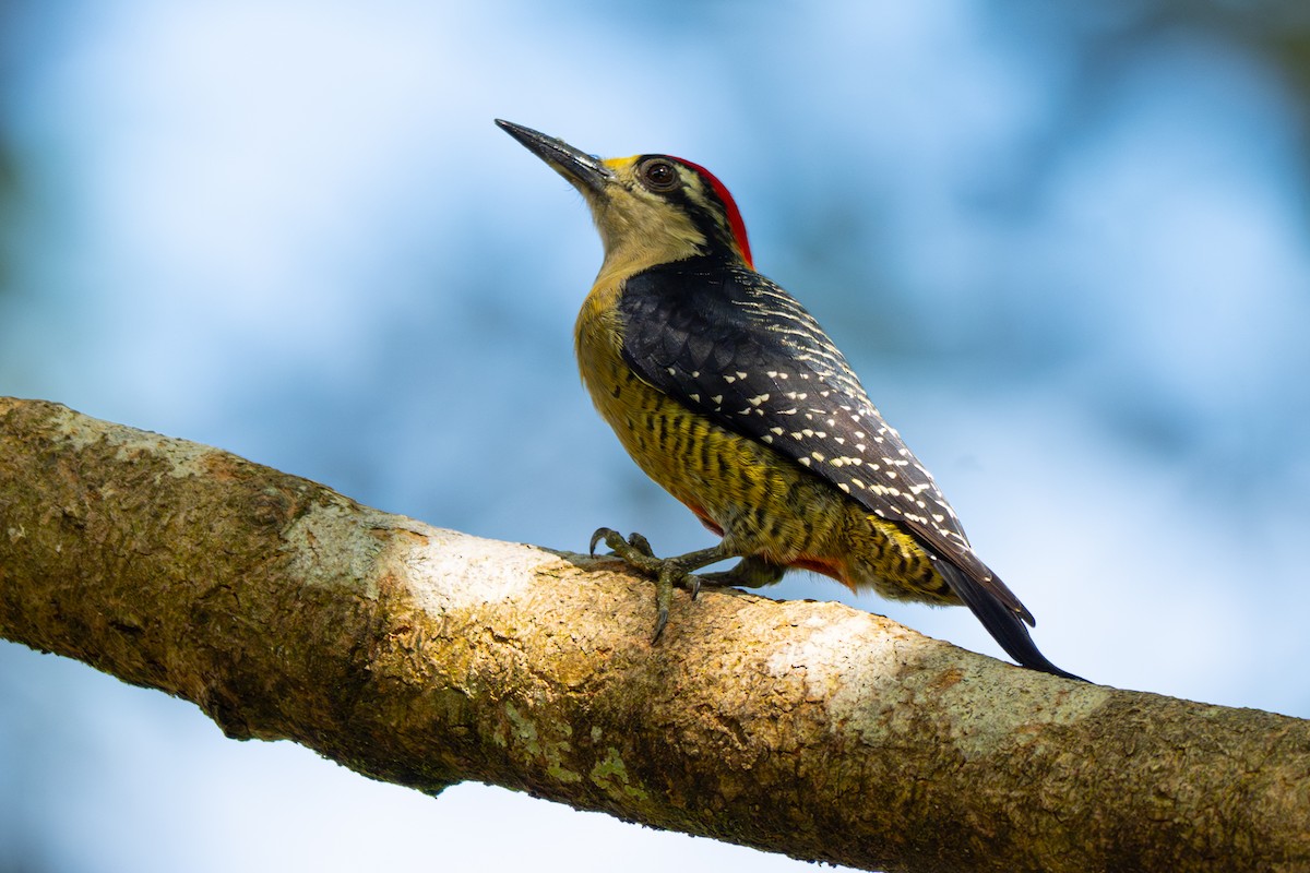 Black-cheeked Woodpecker - ML646357126