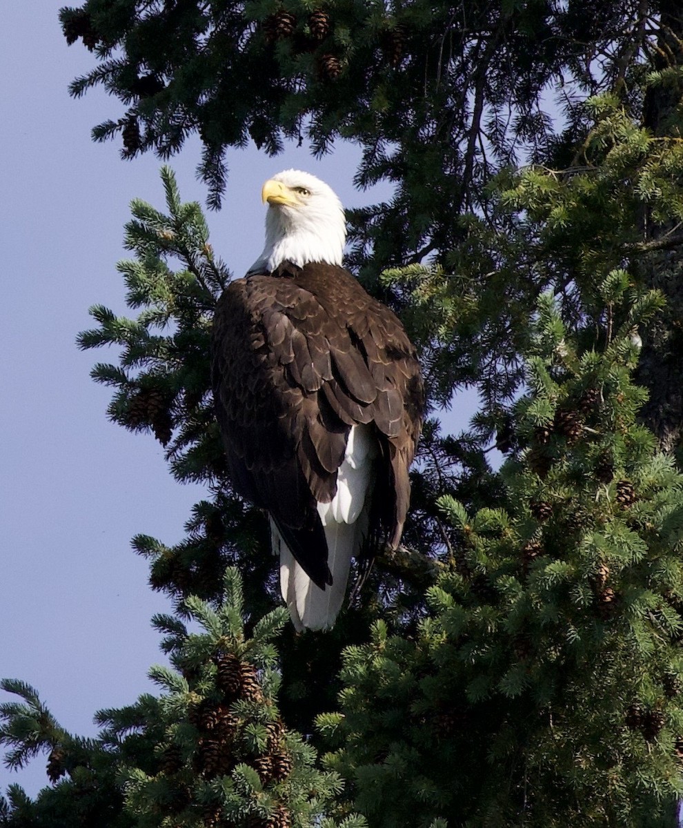 Bald Eagle - ML646357135