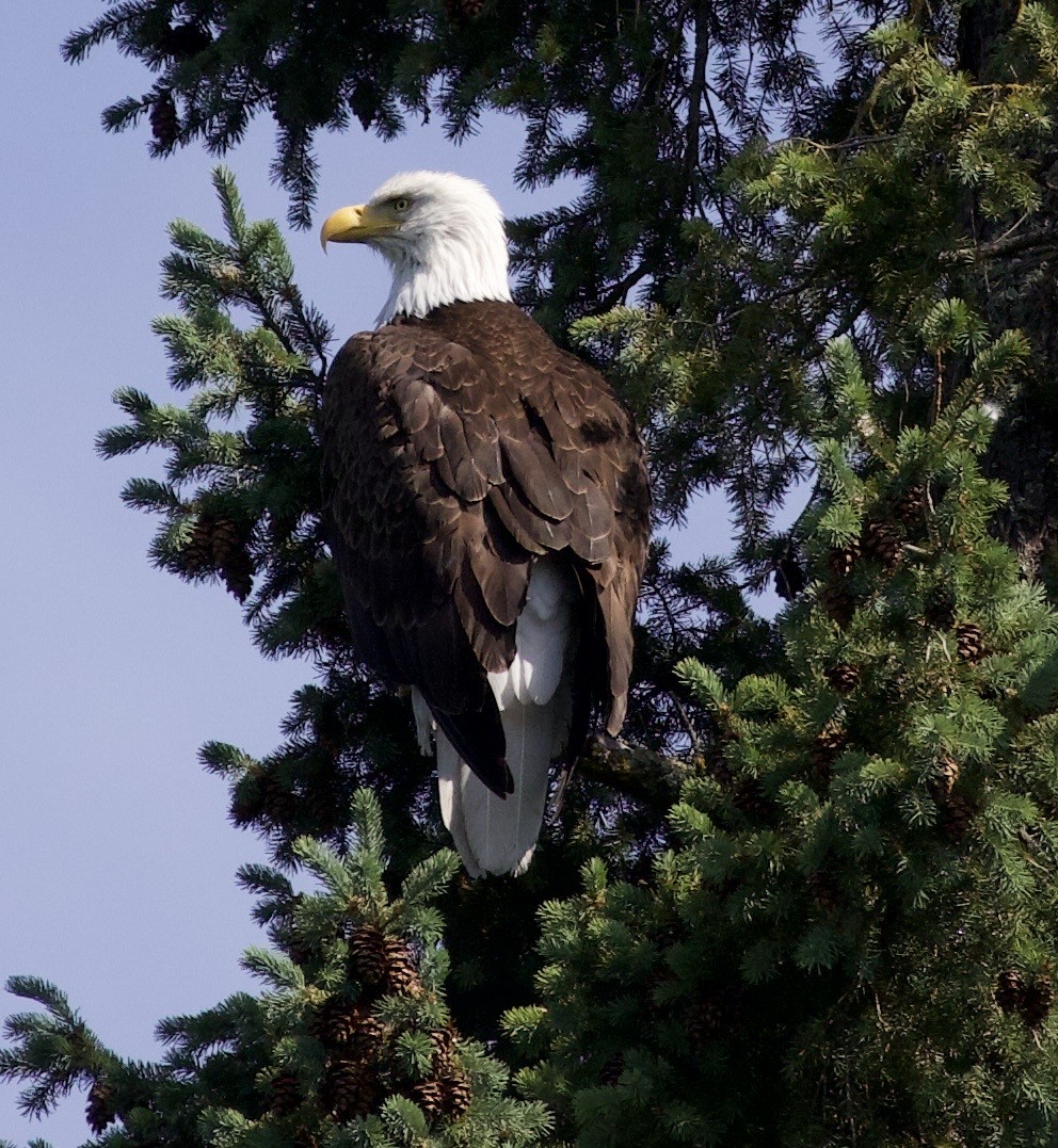 Bald Eagle - ML646357136