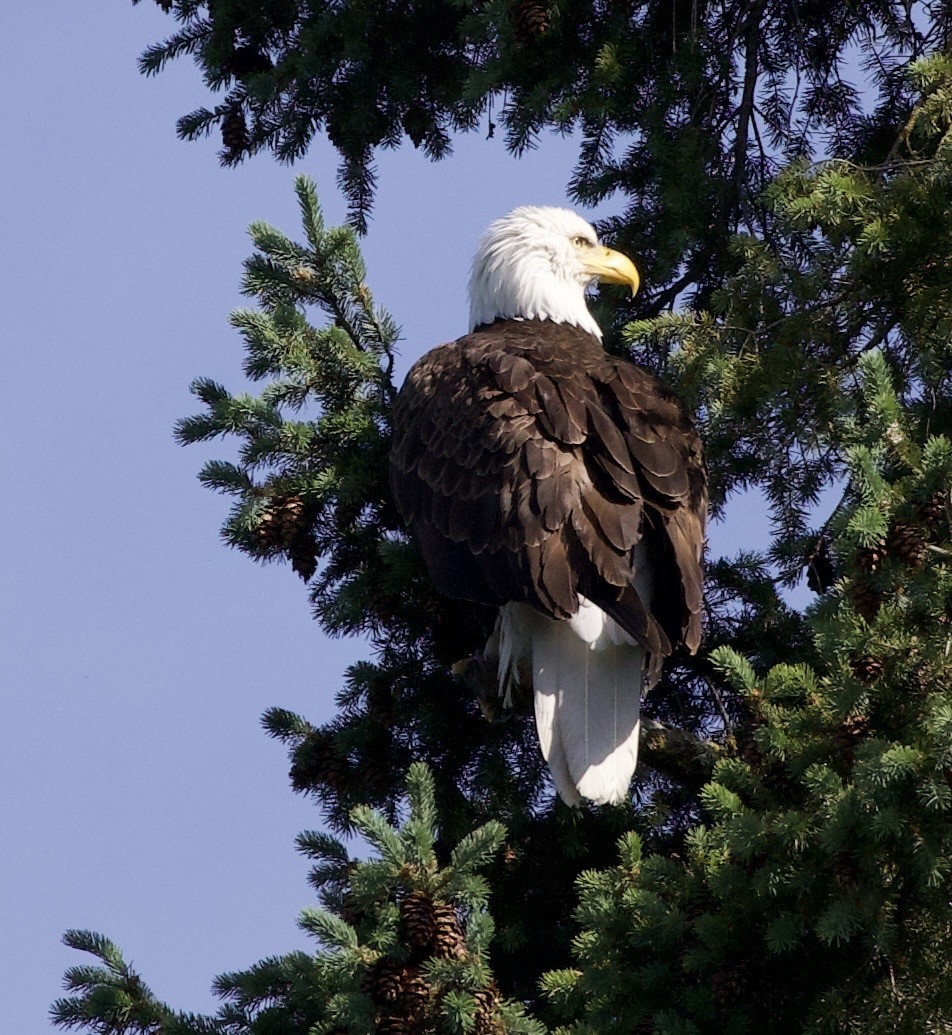 Bald Eagle - ML646357137