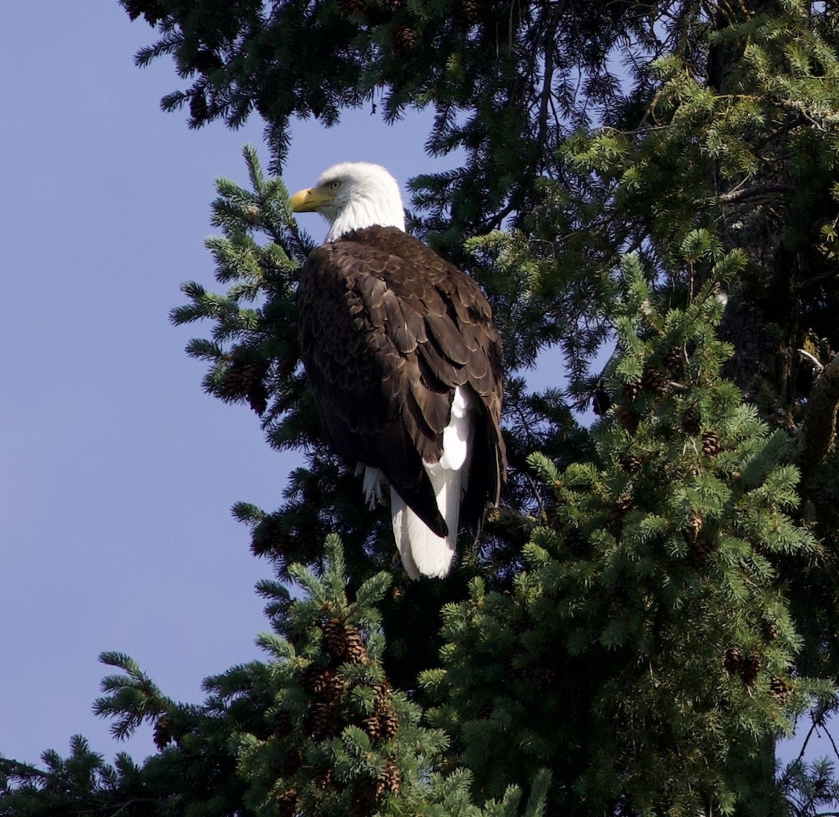 Bald Eagle - ML646357138