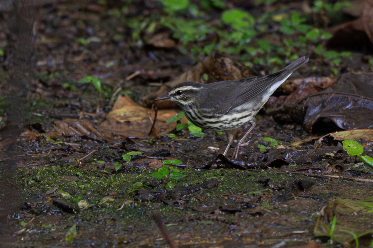 Northern Waterthrush - ML646357139