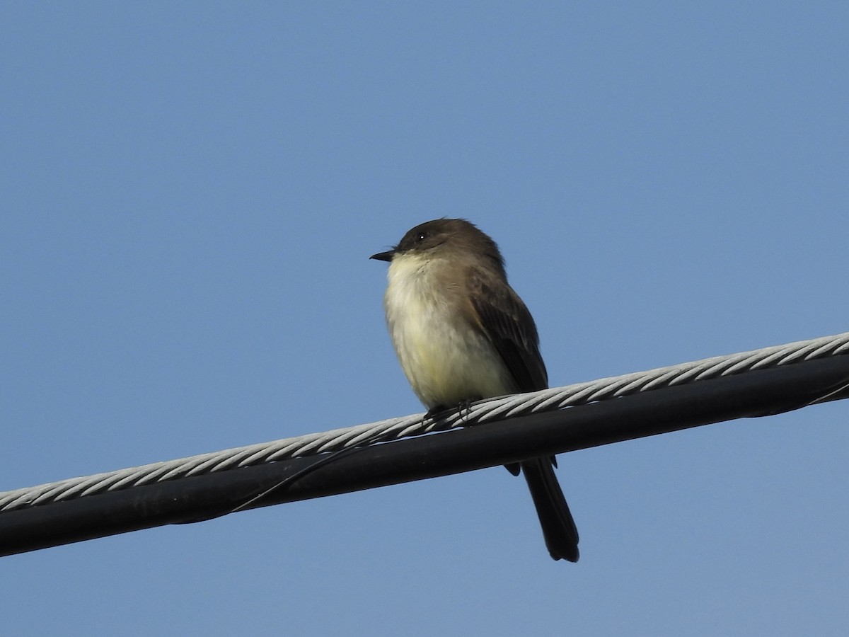 Eastern Phoebe - ML646357143