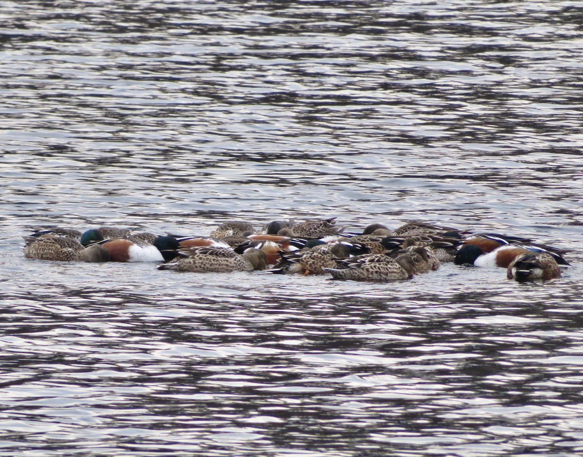 Northern Shoveler - ML646357150