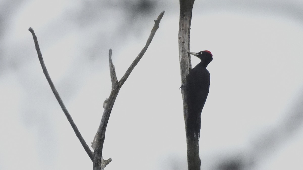 Хар тоншуул - ML646357154