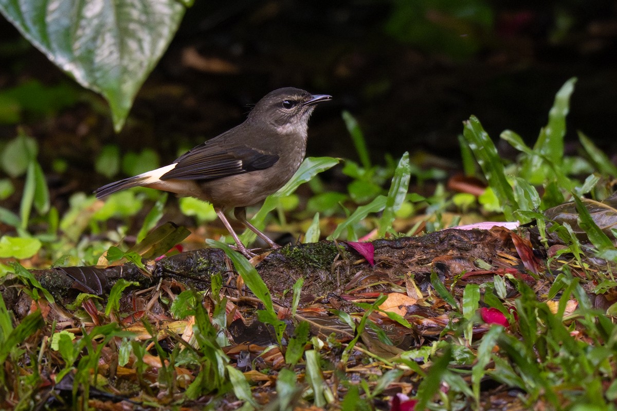 Buff-rumped Warbler - ML646357155