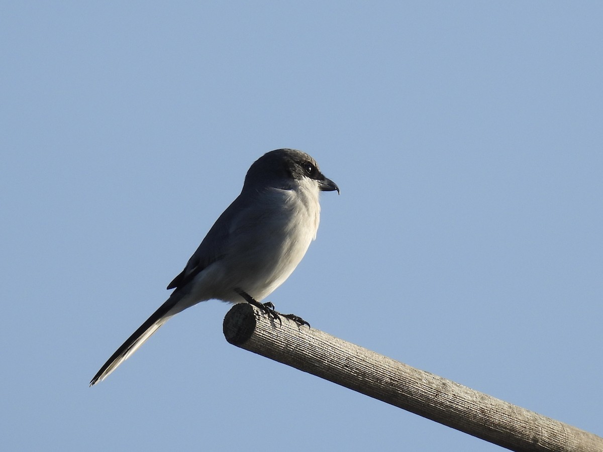 Loggerhead Shrike - ML646357158