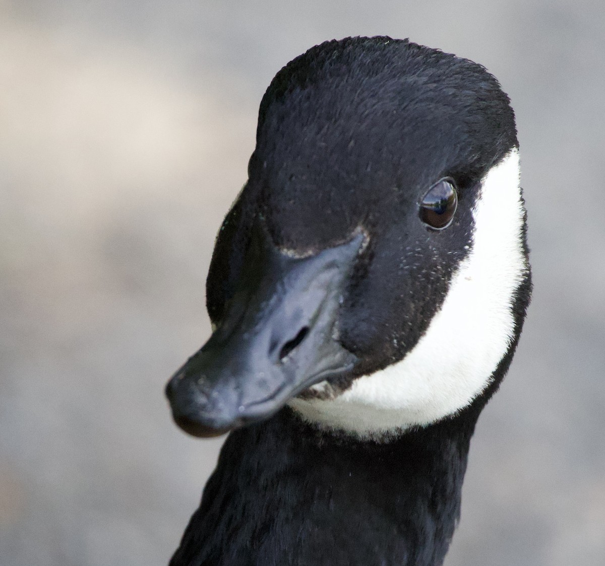 Kanadagans - ML646357161