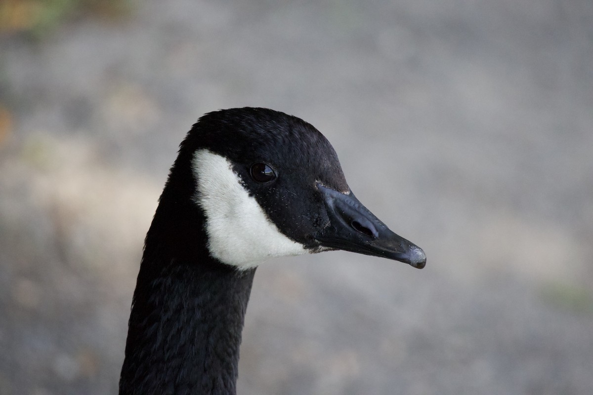 Kanadagans - ML646357162