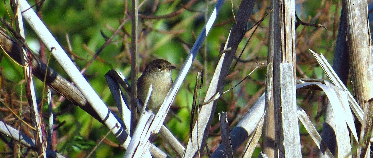 Northern House Wren - ML646357171
