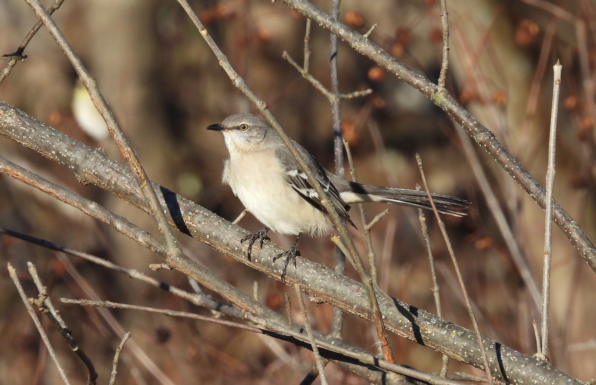 Пересмішник багатоголосий - ML646357180