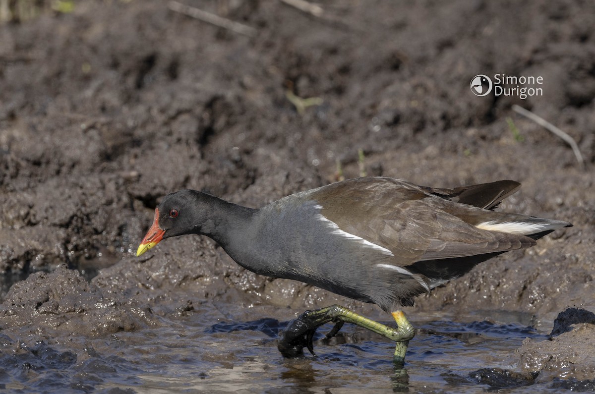 Eurasian Moorhen - ML646357186
