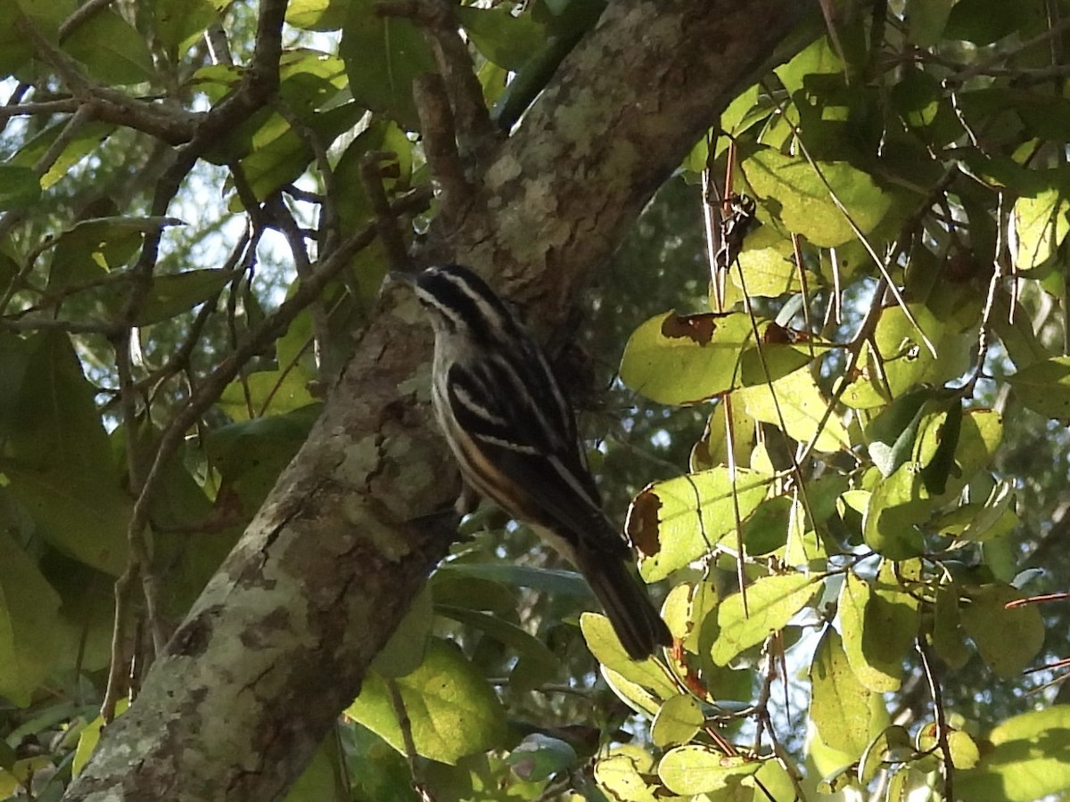 Black-and-white Warbler - ML646357190