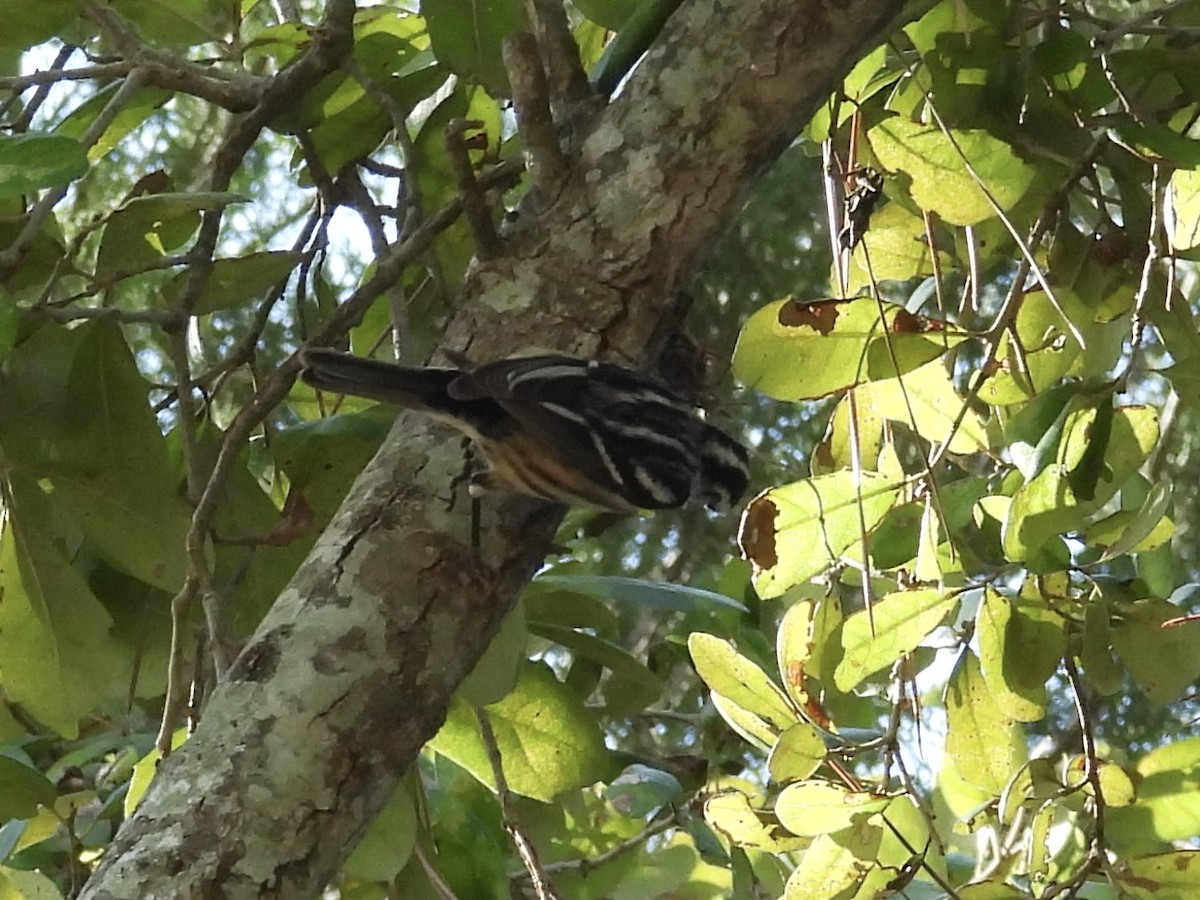 Black-and-white Warbler - ML646357191