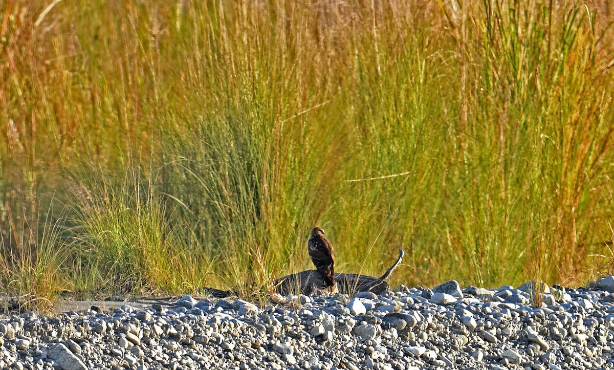 Hen Harrier - ML646357194