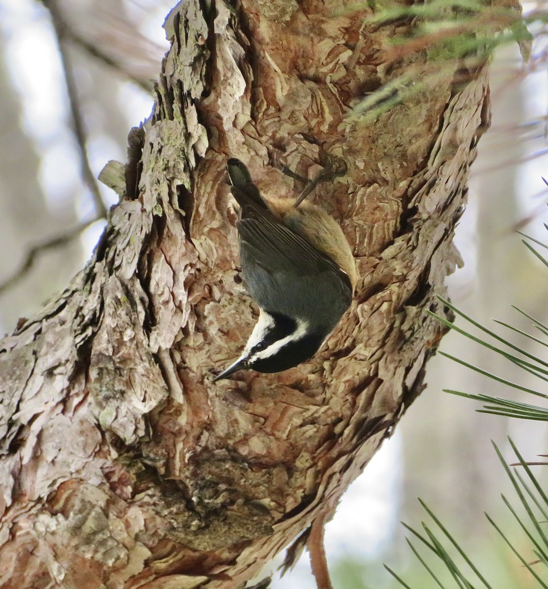 Red-breasted Nuthatch - ML646357195