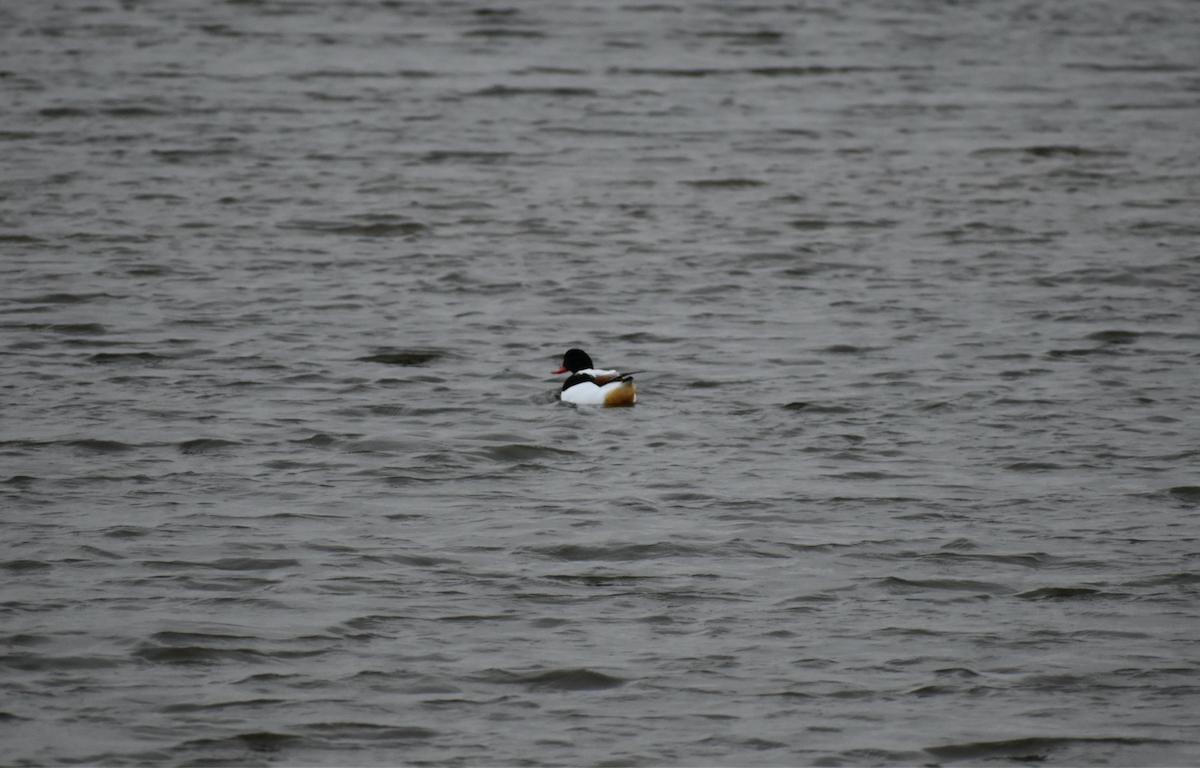 husice liščí - ML646357198