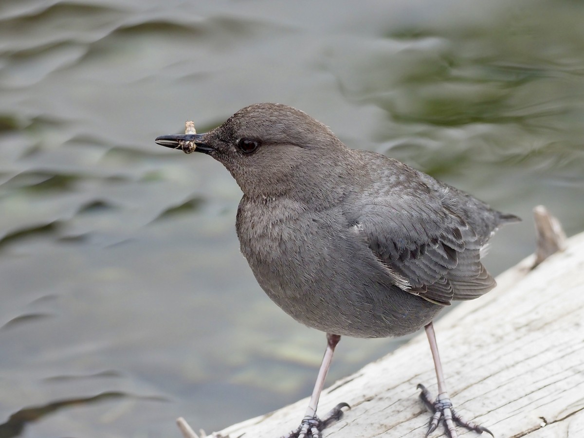 gråfossekall (mexicanus gr.) - ML646357201