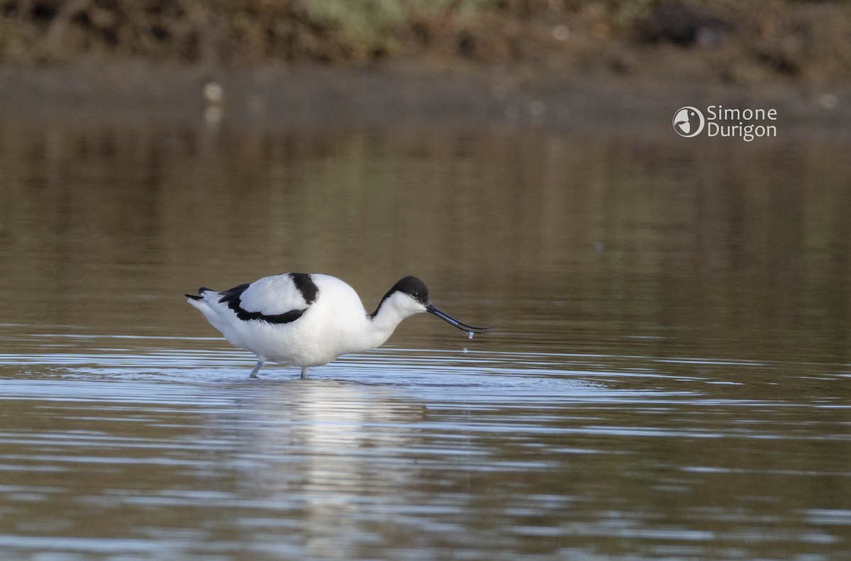 Pied Avocet - ML646357204