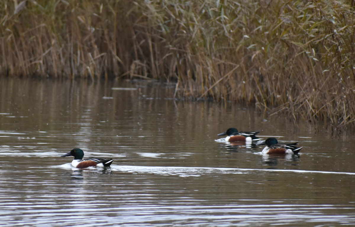 lžičák pestrý - ML646357205