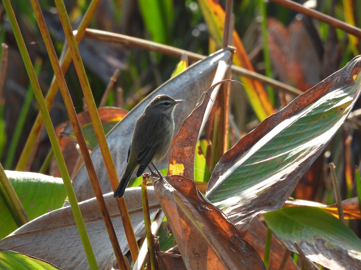Palm Warbler - ML646357206