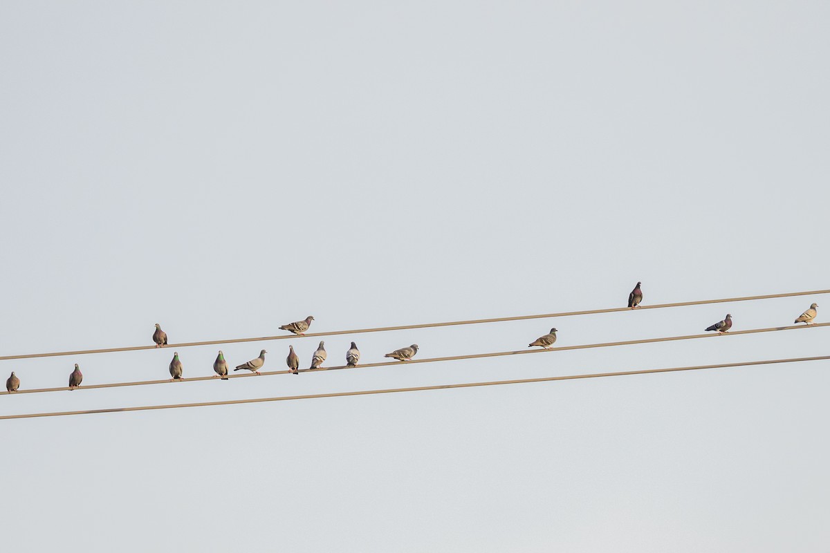 יונת בית - ML646357207