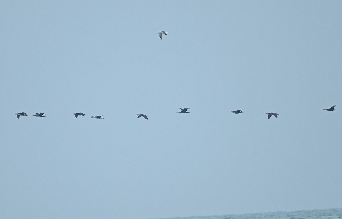 Cormorano - ML646357209