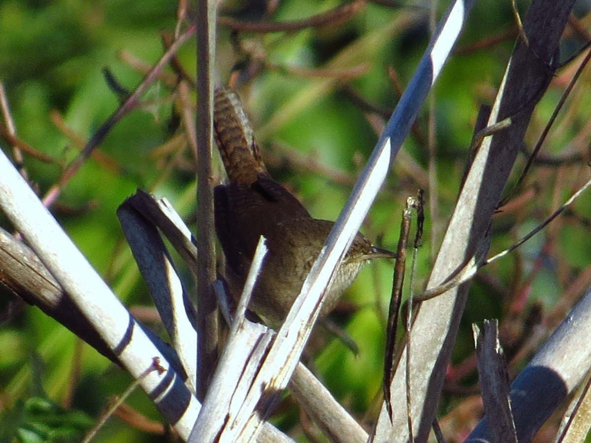 Northern House Wren - ML646357211