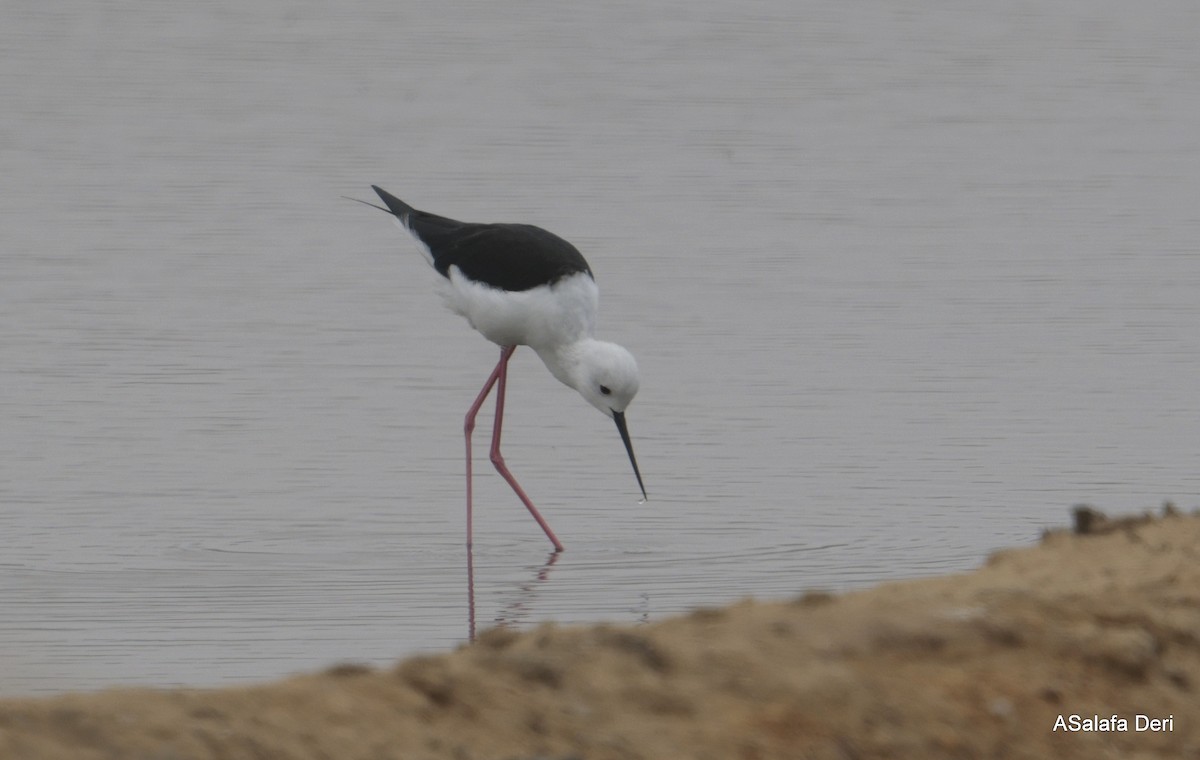 Black-winged Stilt - ML646357212
