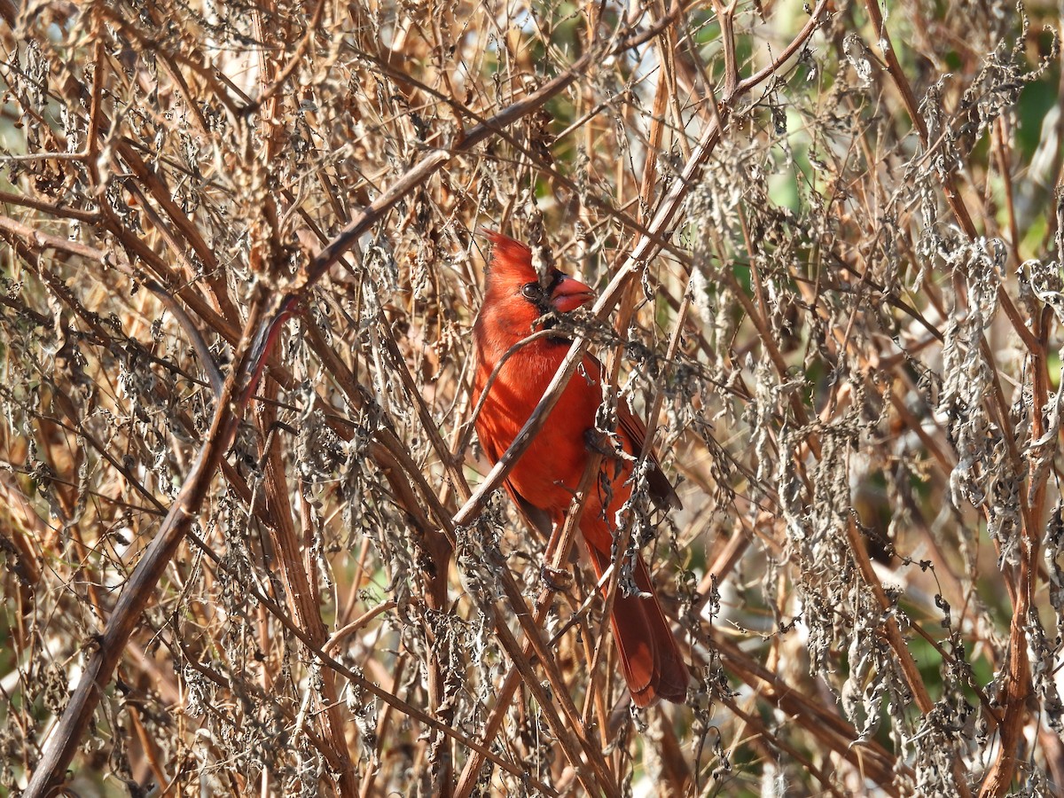 Northern Cardinal - ML646357221
